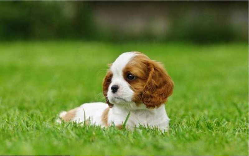 適合陪伴老人的查理王犬
