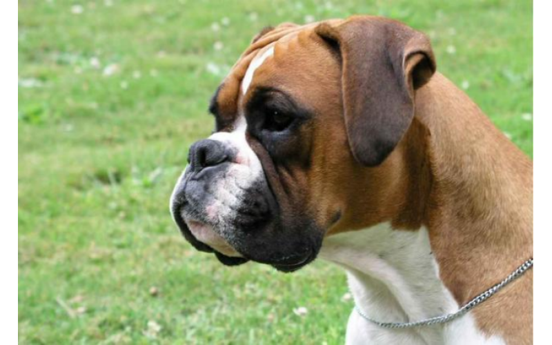 拳師犬的飼養注意點
