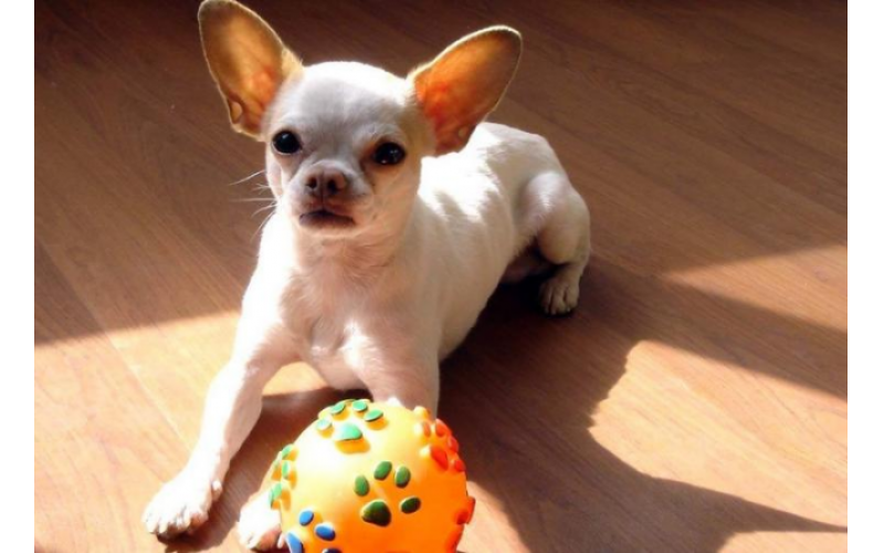 如何養(yǎng)護(hù)小型犬：各位“公主”請上車
