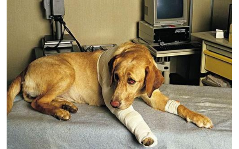 “狗咬狗”需要打狂犬疫苗嗎？