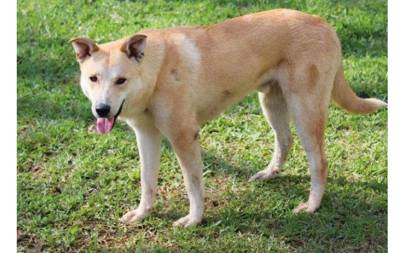 尾巴耷拉的犬不建議養，這是為何？