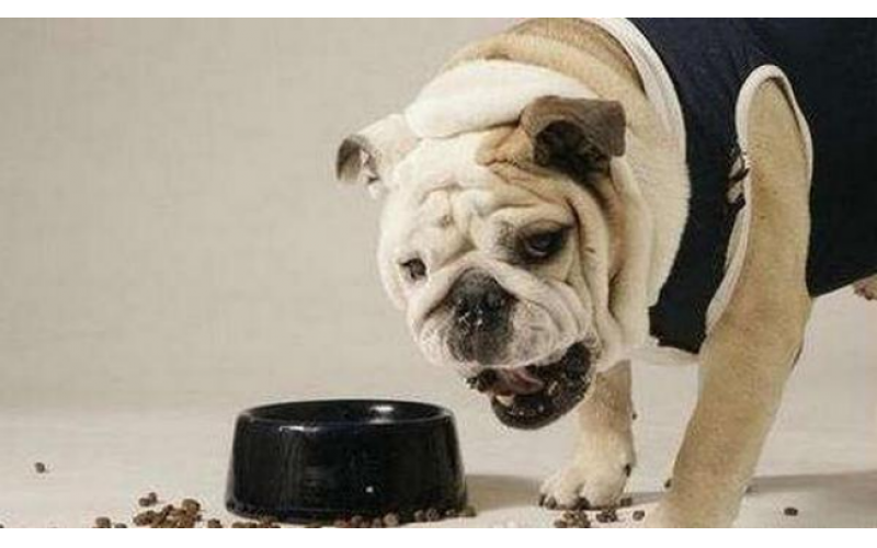 狗狗不咀嚼就直接吞食，怎么解決？