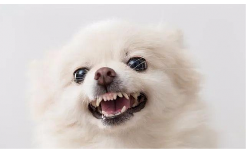 狗狗如何處理掉下的牙齒？會吞下嗎？