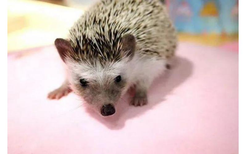 冷門動物居然不“冷”了，現代年輕人逐漸偏愛
