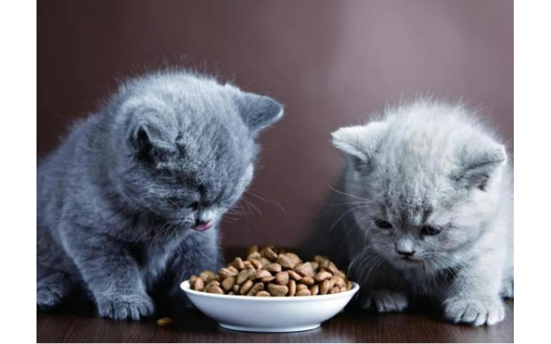 誰教的？按顆喂食貓糧壞處多！