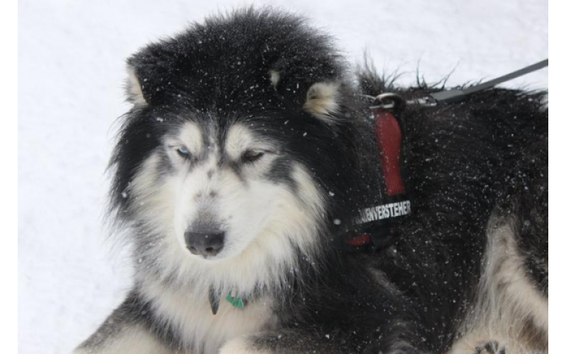 六種耐寒狗狗，“雪橇三傻”再上榜！