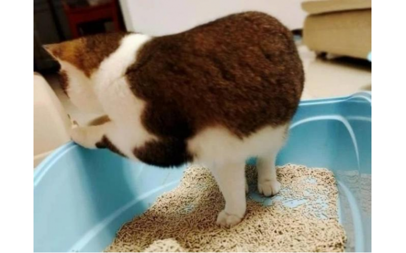 日常如何鏟屎和換貓砂？