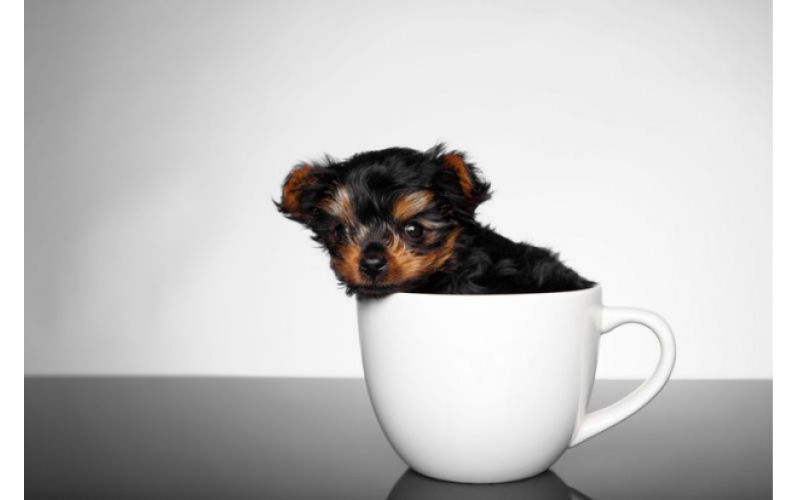 茶杯犬的介紹