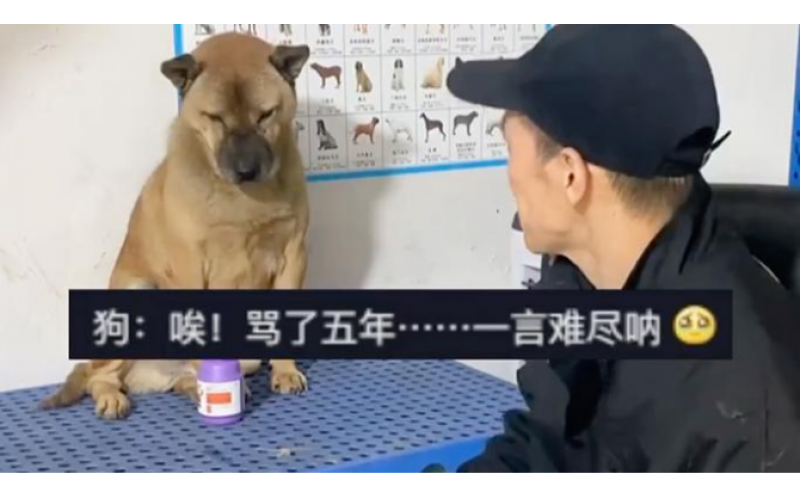 又心酸又無奈，被絕育的狗五年堅持罵醫生，對方最終成主人