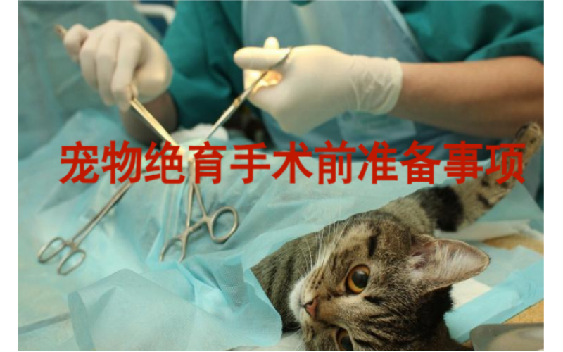 寵物絕育手術提前做的準備有哪些？