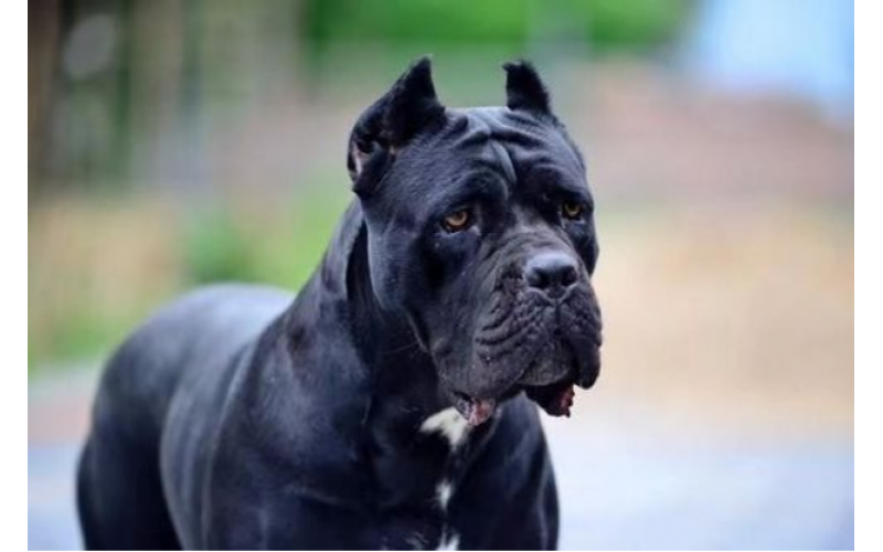遛狗要小心，卡斯羅犬會咬人嗎？