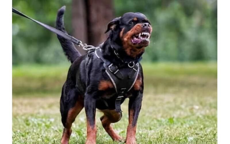 有哪些是禁養犬？遇上了該怎么辦？