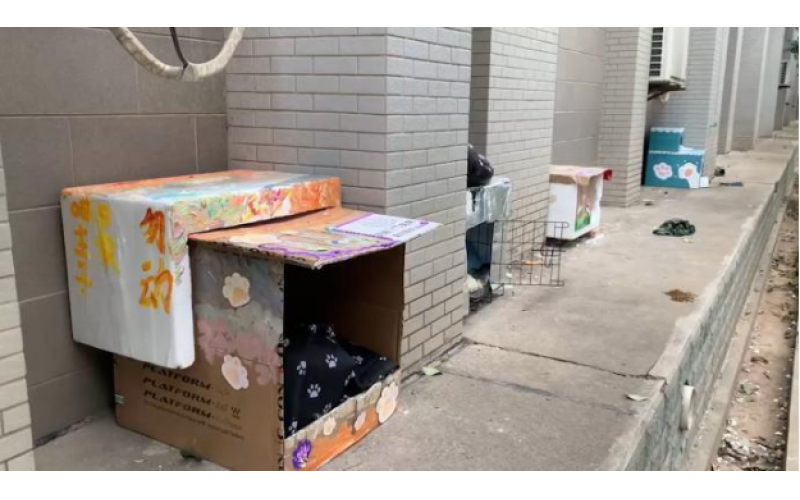 紙箱簡單制作寵物窩，給流浪貓狗一個家