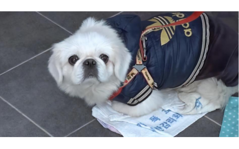 主人在上廁所，狗子在門外想什么呢？