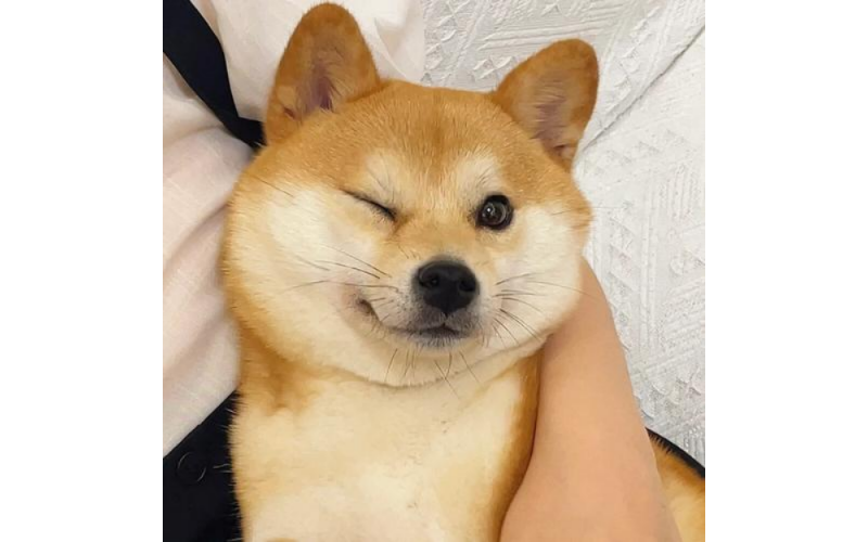 柴犬不親主人怎么辦？