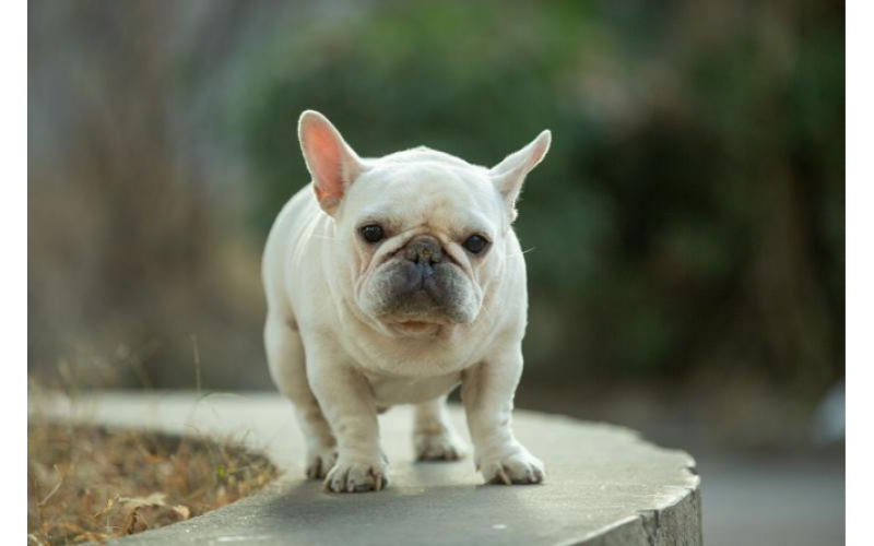 法斗幼犬如何喂養更健康？