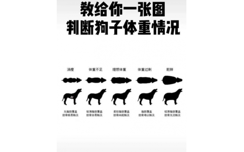 如何得知自家狗狗是否超重？