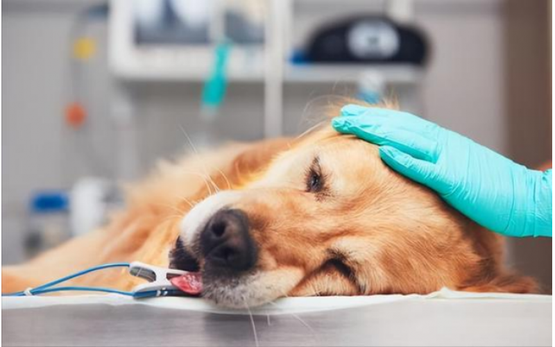 犬腸套疊的病因和癥狀？