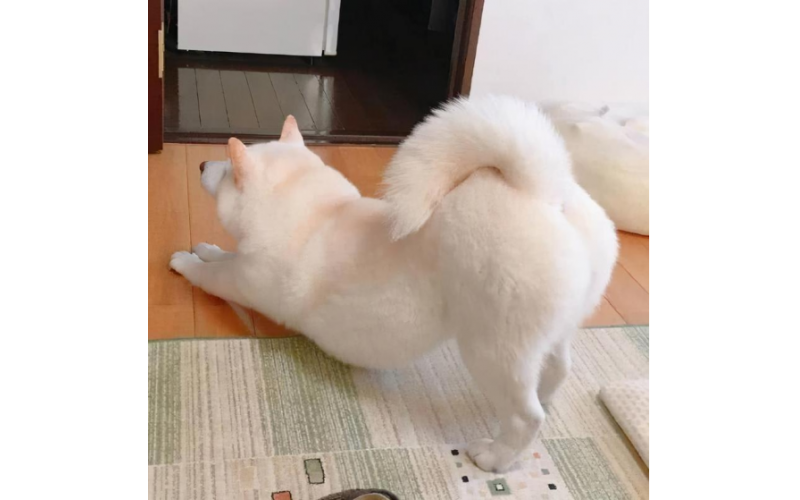 狗狗為什么放屁臭？